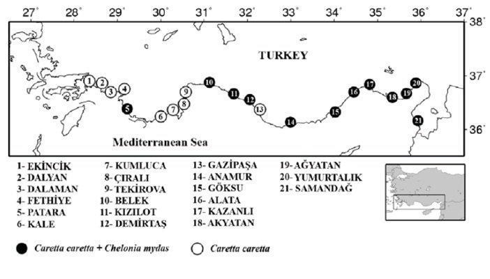 Major sea turtle nesting sites in Turkey. Source: Türkozan & Yılmaz 2010.There are 4 green turtle nesting sites not shown on this map: Tuzla and Karatas (near Akyatan/Agyatan), Sugozu and Yelkoma (near Yumurtalik)