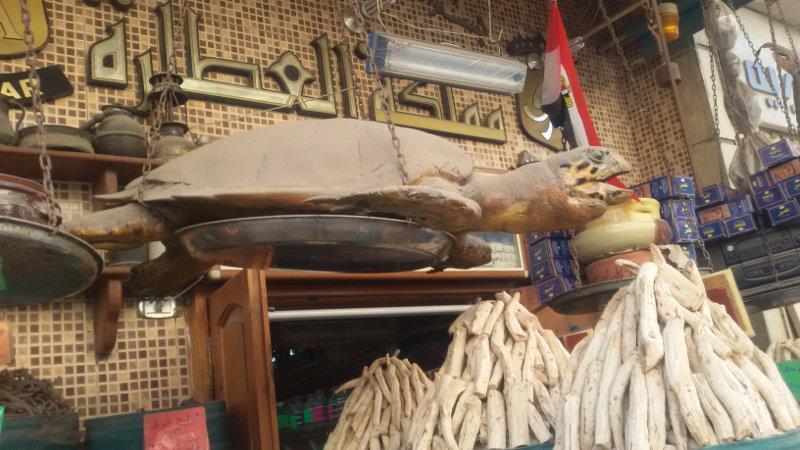 An embalmed loggerhead on sale at an artefact shop in the Anfoushi area.