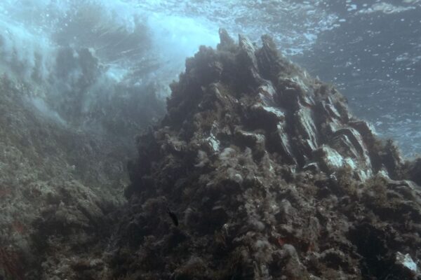 Official Trailer Released for the Documentary LIFE MareNatura – Protecting Marine Life in a Changing World