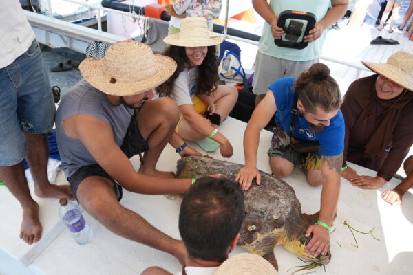 Advancing Sea Turtle Rehabilitation through Hands-on Veterinary Training at the Turtle-In Academy
